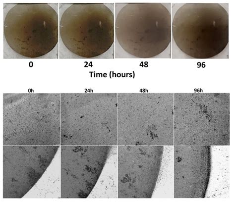 Coating of Flexible PDMS Substrates through Matrix-Assisted Pulsed ...