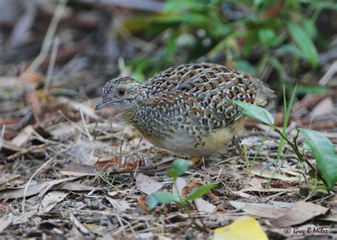 Keeping and breeding the painted button quail - Aviculture Hub
