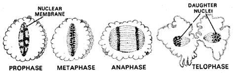 Phylum: Protozoa (Amoeba and Plasmodium) - Additional Study Material ...