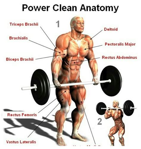 Power Clean. | Power clean workout, Weight lifting workouts, Muscle anatomy