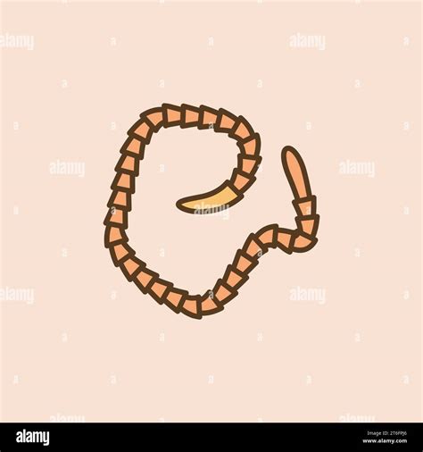 Image result for Segmented Worm Drawing