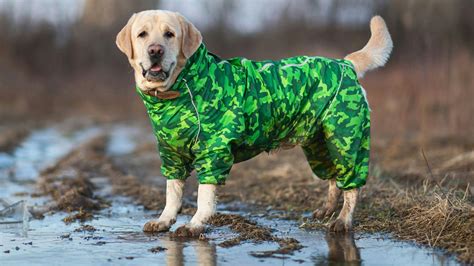 Best waterproof dog coats for wet walks