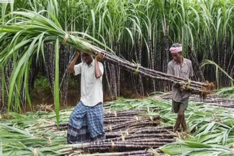 Cabinet nod for eight per cent hike in sugarcane price to benefit five ...