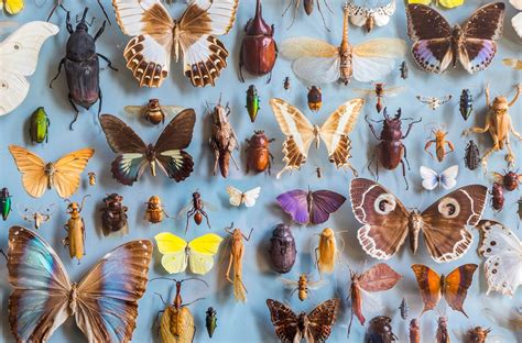 Image result for Extinct Insects