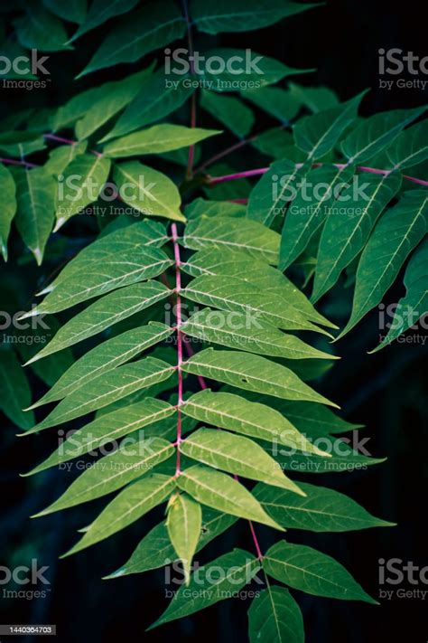 The Green Leaves Of The Foulsmelling Ailanthus Altissima Tree Stock ...