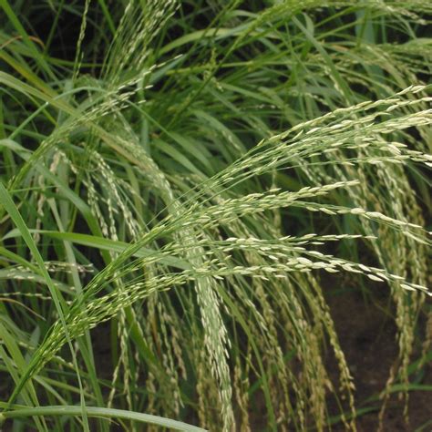 Teff (Eragrostis Tef) Herb Seeds – Heirloom, Non-GMO, Easy to Grow, An ...