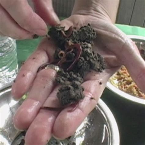 Image result for Worm Composting Tips