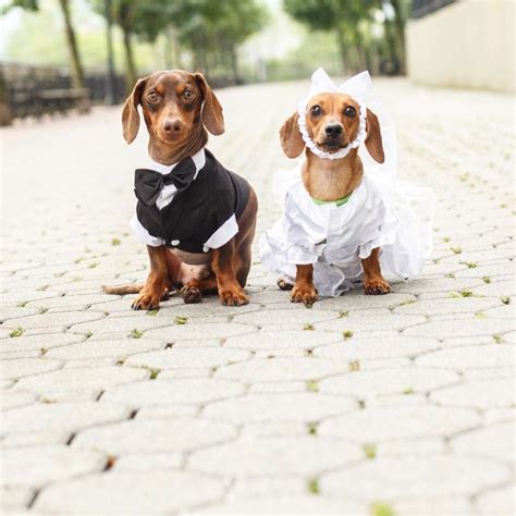 Wedding Bride Dogs 的图像结果