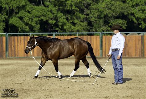 How To Lunge A Horse For Beginners – Trending Now