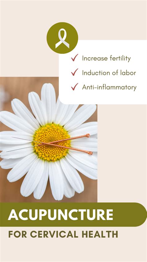 Functions of the cervix in reproductive health – Artofit