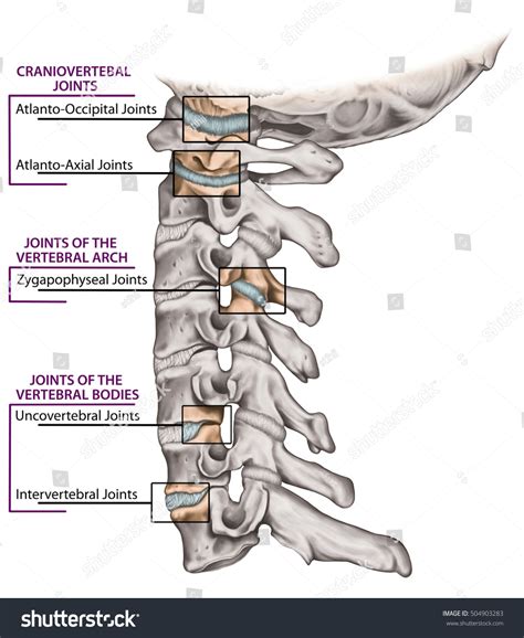 Joints Vertebral Column Cervical Spine Structure Stock Illustration ...