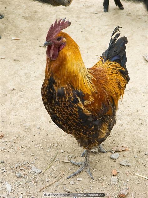 Chicken Little Game GUI Java 的图像结果