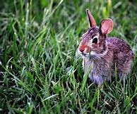 Image result for Florida White Rabbit Hay