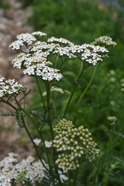 The Surprising Skin Benefits Of Yarrow You Need To Know