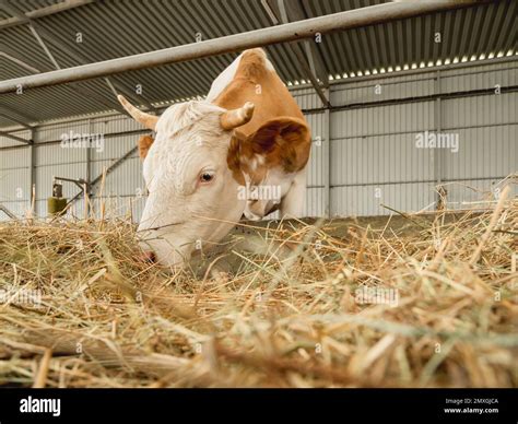 Brown cow chewing hay. Herd of cows and bulls in cowshed. Animal ...
