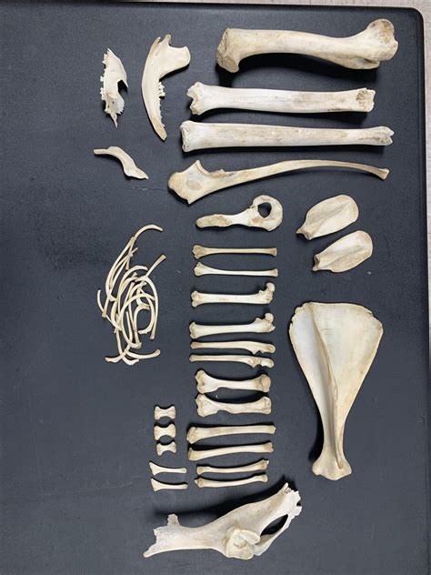 found tons of bones in the woods. i know they came from different animals but don't know which ...
