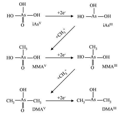 砷甲基化机制_代谢