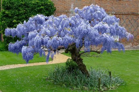 Blue Chinese Wisteria Tree | Buy At Naturehills.com | Pflanzen, Garten, Glyzinie