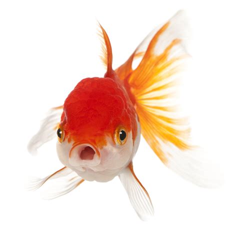 AquariumKids.com | Goldfish Care Sheet
