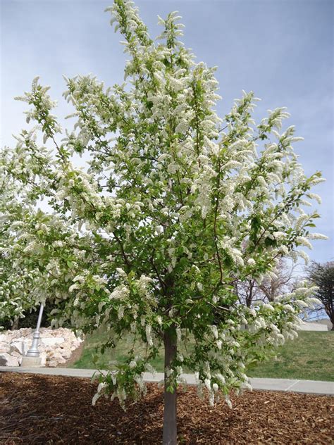Chokecherry Tree MI 的图像结果