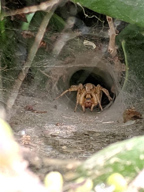 Wolf Spider Nest Wolf Spiders – Tjs Garden