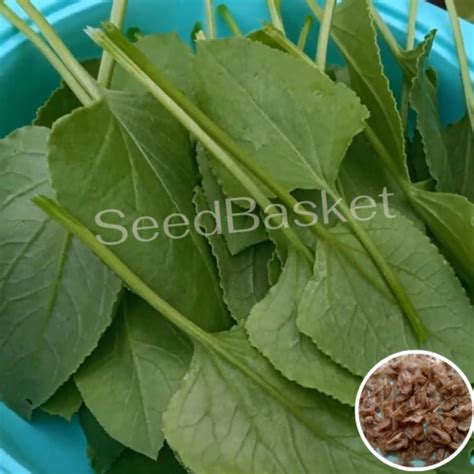 Buy Chukkakura(Khatta Palak) Seeds Online in India