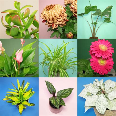 Plant Identification Guide 的图像结果