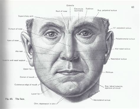 Face Anatomy Physiology at Raymond Mason blog