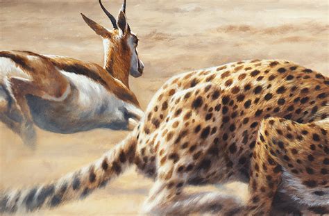 Image result for Cheetah Springbok