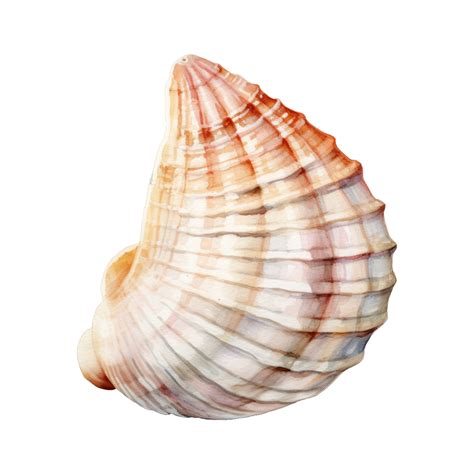 Image result for Shell Anklets