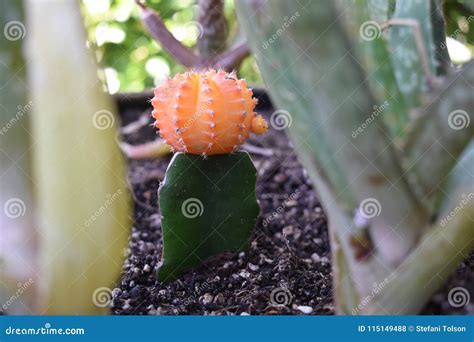 Orange Moon Cactus stock photo. Image of spring, mihanovichii - 115149488