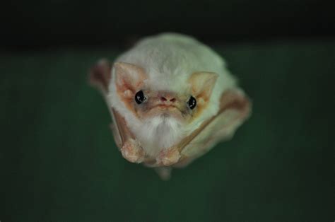 Northern Ghost Bat
