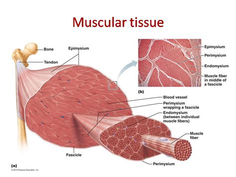 Image result for Skeletal Muscle Tissue Function