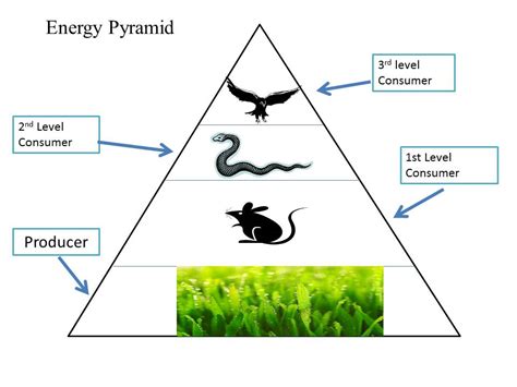Energy Pyramid Examples 的图像结果