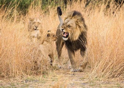 Lion Guide 的图像结果