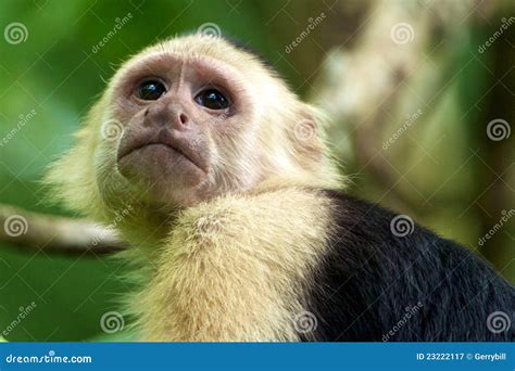 White-faced Capuchin Monkey Stock Image - Image of park, faced: 23222117