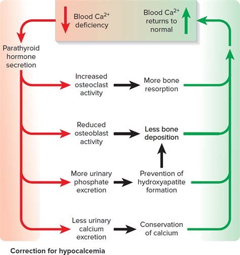 Parathyroid Gland Location, Function, Hormones, Disorders and Surgery