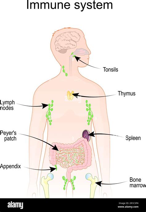 Image result for Lymphatic System Function