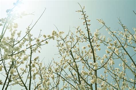 春暖花开图片素材-编号03914003-图行天下