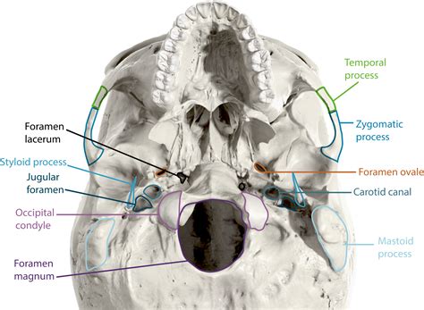 6.3: The Skull - Medicine LibreTexts
