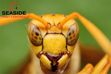 How to Find a Wasp Nest in Your West Vancouver Yard