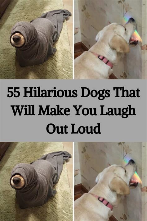 Image result for Dogs Making Humans Laugh