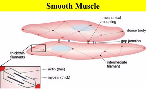 Muscle Tissue.pdf
