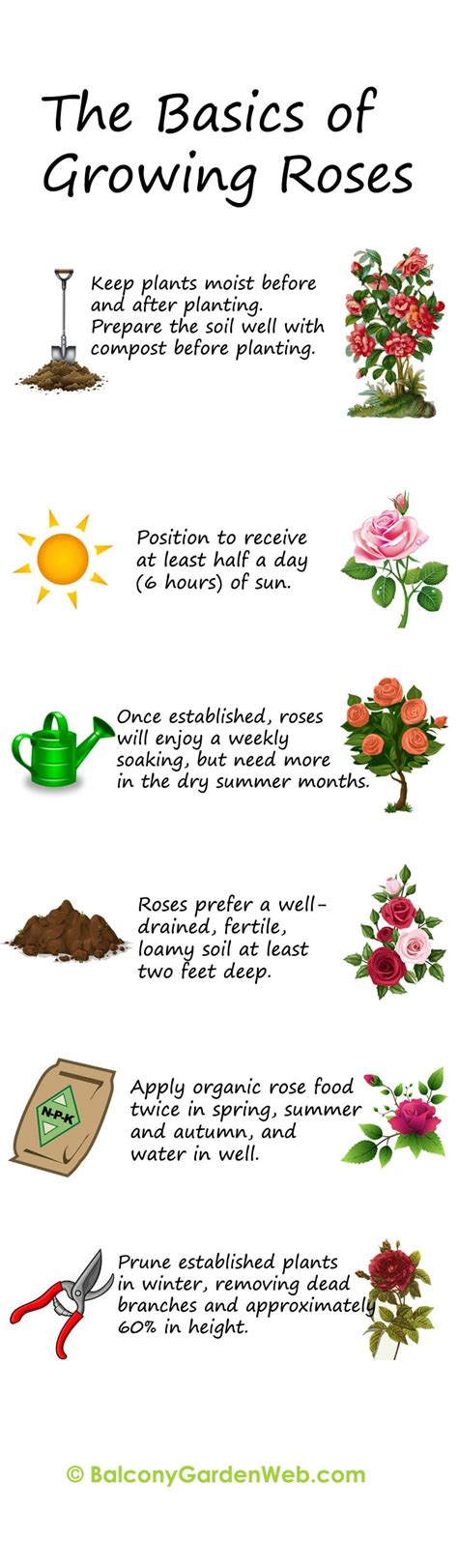 Planting Roses Tips 的图像结果