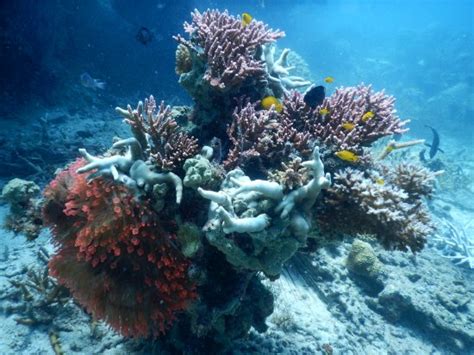 Pulau Tioman Pictures - Traveller Photos of Pulau Tioman, Rompin ...