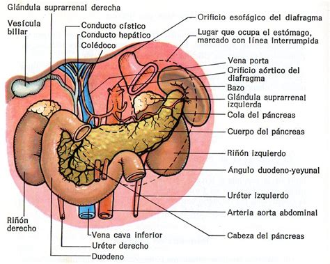 Donde se encuentra el pancreas - En que parte del
