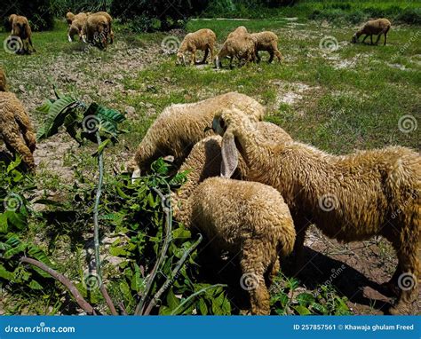 Herd of Sheep. Many Sheep in Green Garden. Pakistani Animal. Asian ...