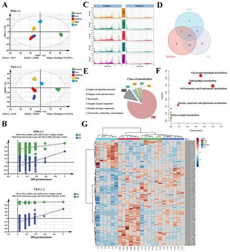 Angiotensin II Induces Vascular Endothelial Dysfunction by Promoting ...