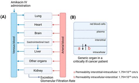Amikacin Dosing Adjustment in Critically Ill Oncologic Patients: A ...