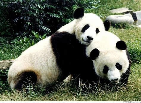Image result for Panda Example in Python